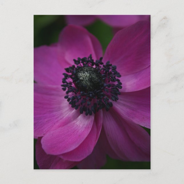 Black Heart 2 Floral Photography Postcard (Front)