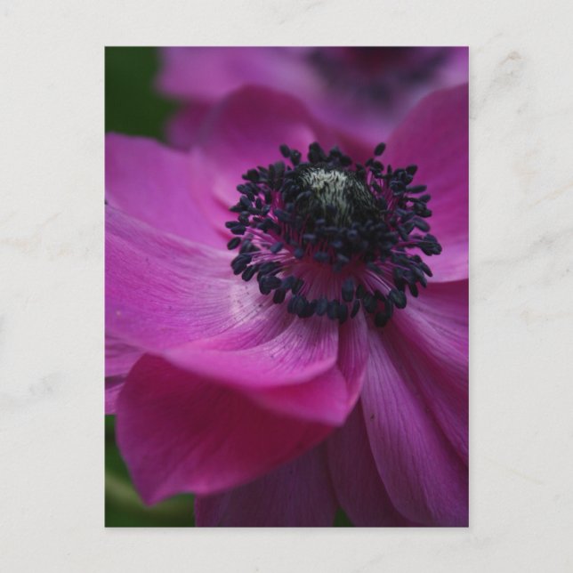 Black Heart Floral Photography Postcard (Front)