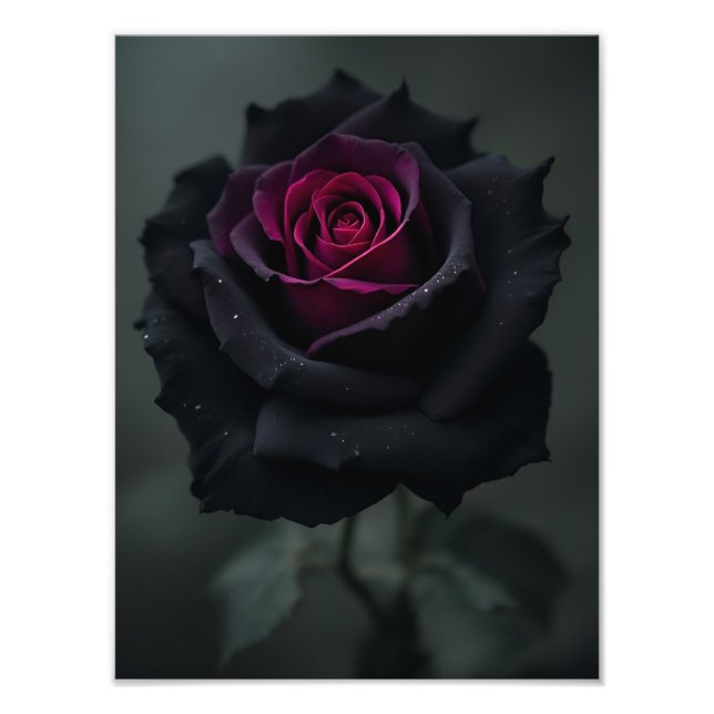 Black Heart Rose  Photo Print (Front)