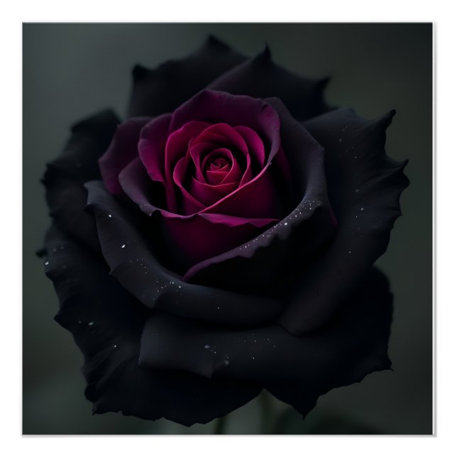Black Heart Rose  Poster (Front)