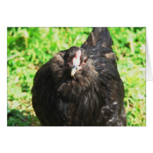 Black Hen