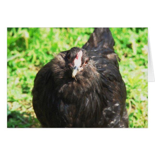 Black Hen (Front Horizontal)