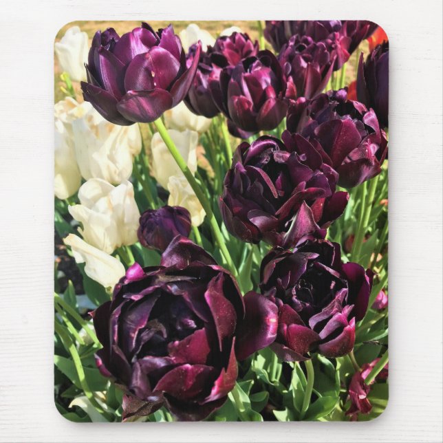 Black Hero Tulips, Oregon Mouse Mat (Front)