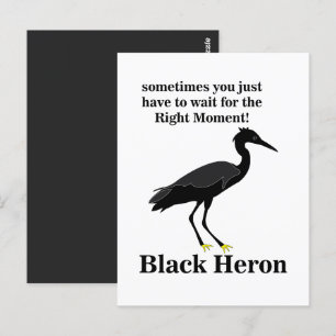 Black Heron Egret Bird Wildlife Postcard