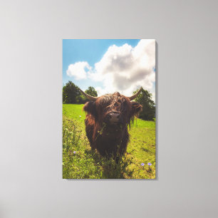 Black highland cow grazing green field sun light canvas print