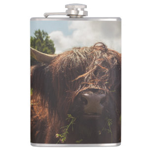 Black highland cow grazing green field sun light hip flask