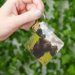 Black highland cow grazing green field sun light key ring