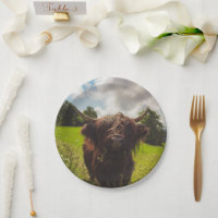 Black highland cow grazing green field sun light