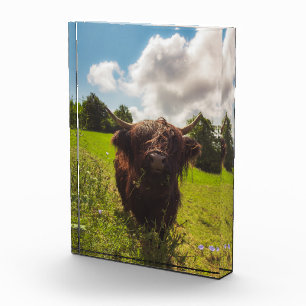 Black highland cow grazing green field sun light photo block