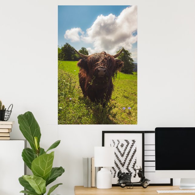 Black highland cow grazing green field sun light poster (Home Office)