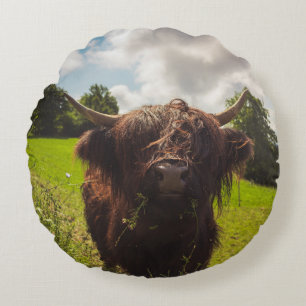 Black highland cow grazing green field sun light round cushion