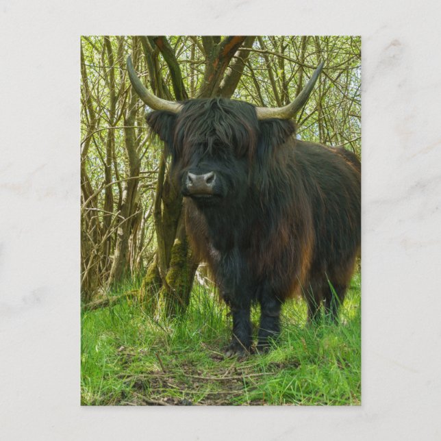 Black Highland Cow In The Woods Postcard (Front)