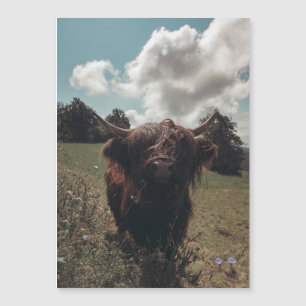 Black highland Scottish cow grazing vintage retro
