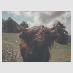 Black highland Scottish cow grazing vintage retro Tissue Paper