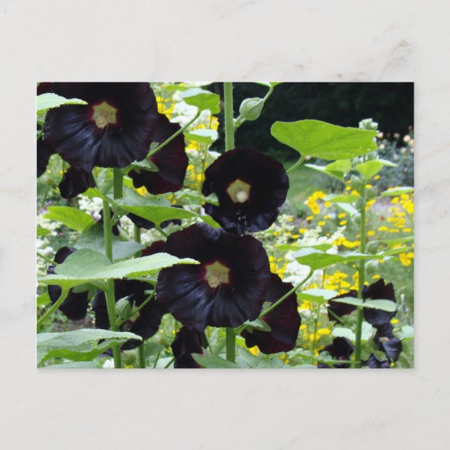 Black Hollyhocks Postcard (Front)