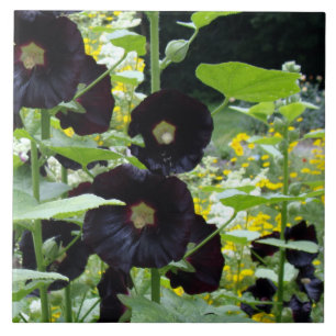 Black Hollyhocks Tile
