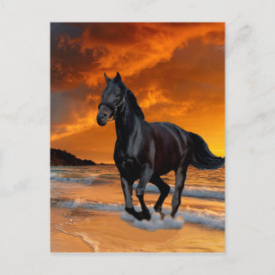 BLACK HORSE, BLACK STALLION, RUNNING AND FREE POSTCARD