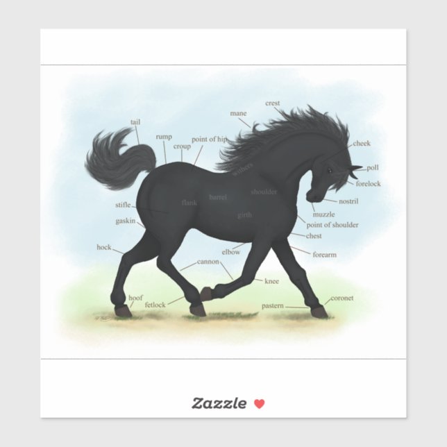 Black Horse Educational Equestrian Anatomy Chart (Sheet)