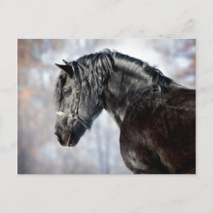 Black horse in forest postcard