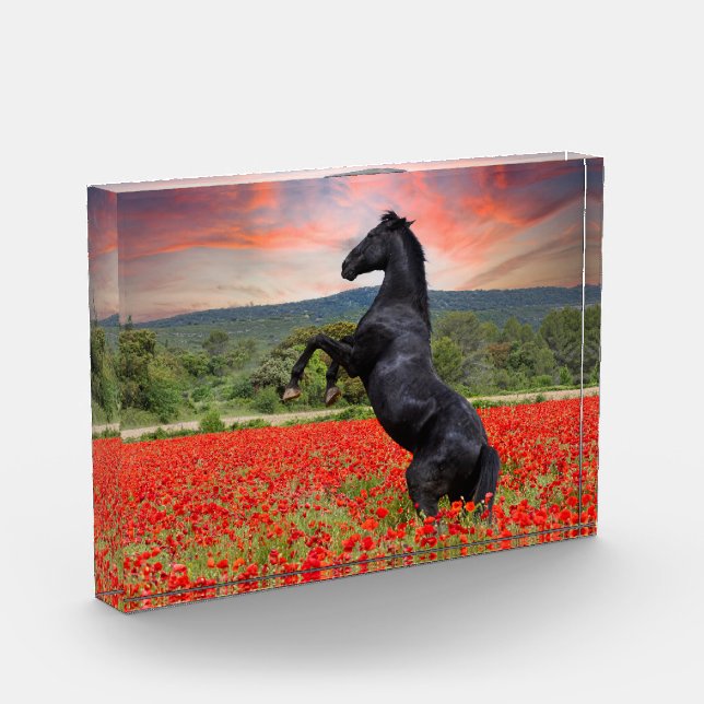 Black Horse In Poppy Field Photo Block (Left)