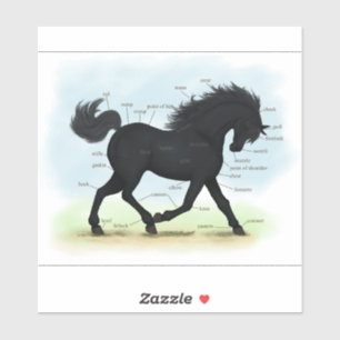 Black Horse or Pony Equine Anatomy Chart