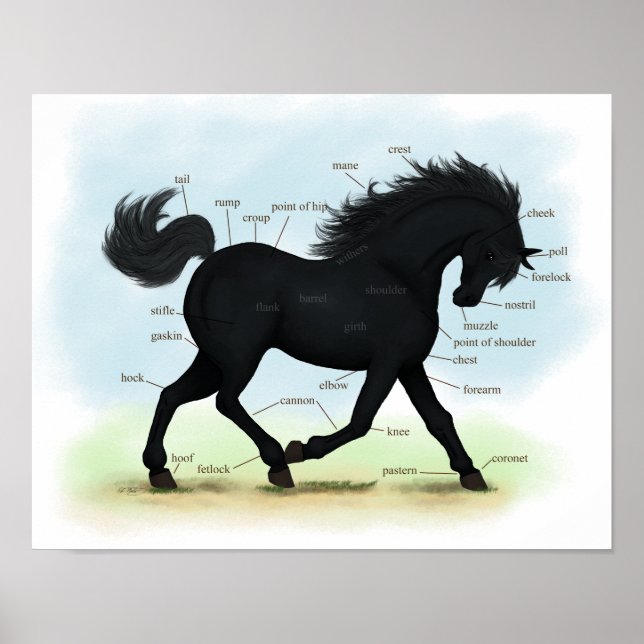 Black Horse or Pony Equine Anatomy Poster (Front)