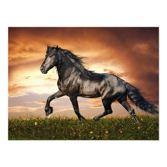 black horse photo print (Front)