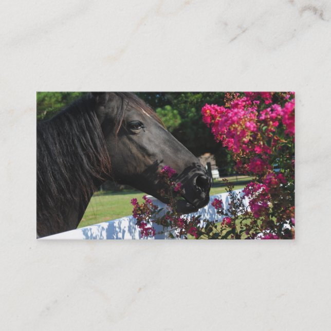 Black Horse Photograph Business Cards (Front)