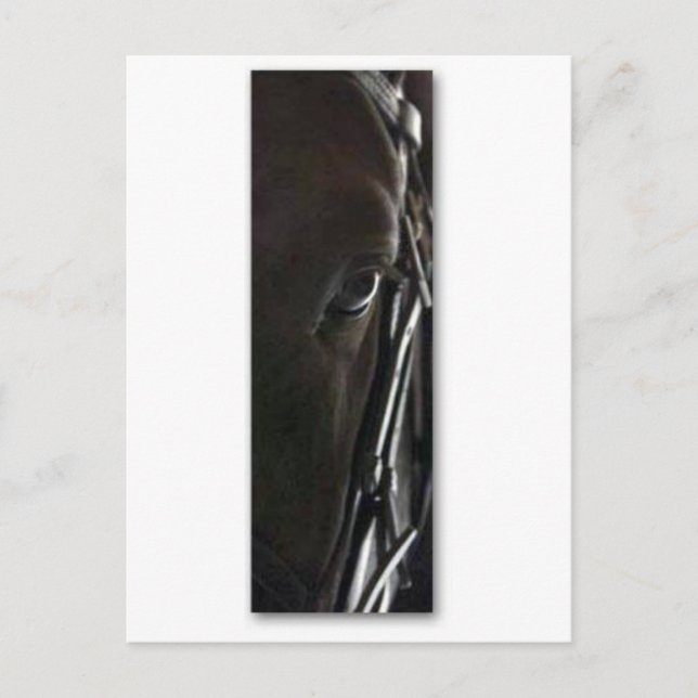 black horse postcard (Front)