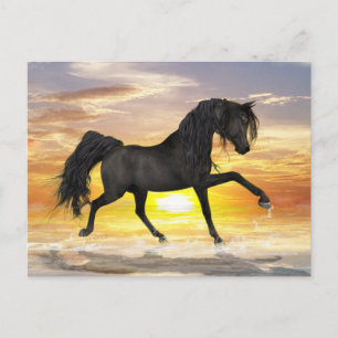 Black Horse Postcard
