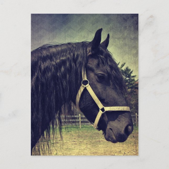 Black Horse Postcard (Front)