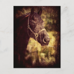 Black Horse Postcard
