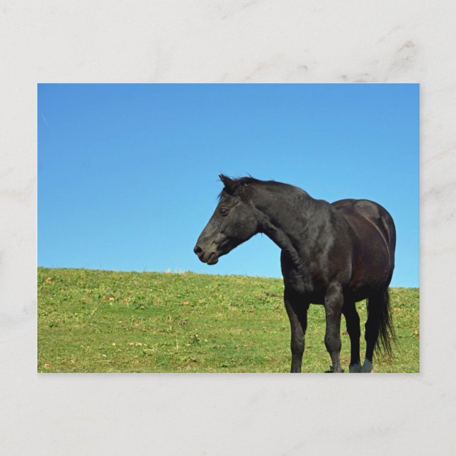 Black Horse Postcard (Front)
