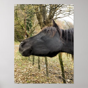 BLACK HORSE POSTER