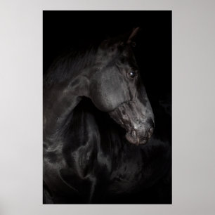 Black Horse Stallion Photo Nature Wall Poster