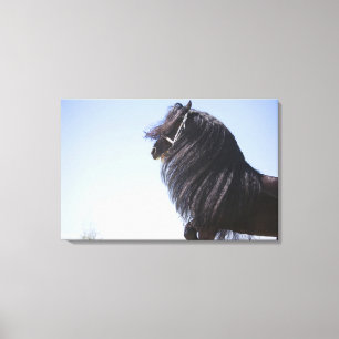 black horse with long mane canvas print