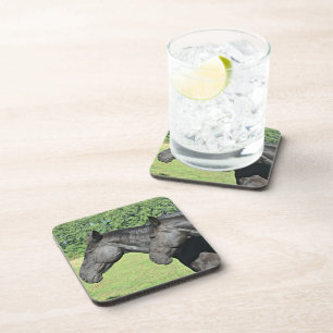 Black Horses in Sunlit Meadow Coaster