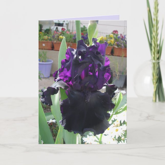 Black Iris Flower Floral Photo Love Birthday Card (Front)