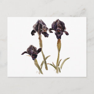 black iris of Jordan Postcard