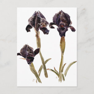 black iris of Jordan Postcard