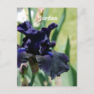 Black Iris Postcard