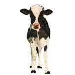 Black & Ivory Cow Sculpture Standing Photo Sculpture<br><div class="desc">Designed by Nicole King © 2013 Customised designs available upon request contact @ cole30@gmail.com</div>
