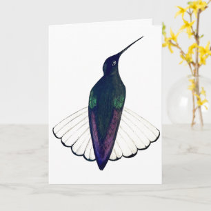 Black Jacobin Hummingbird Card