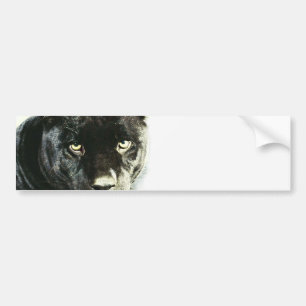 Black Jaguar Panther Bumper Sticker