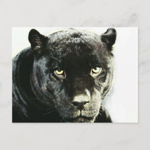 Black Jaguar Panther Postcard