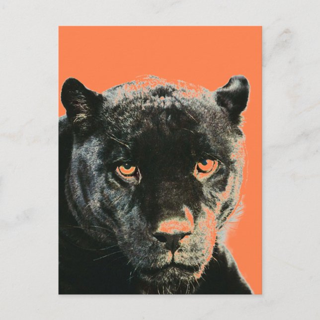Black Jaguar Panther Postcard (Front)