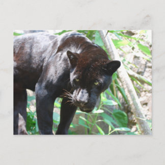 Black Jaguar Postcard