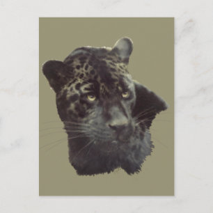 Black Jaguar Postcard
