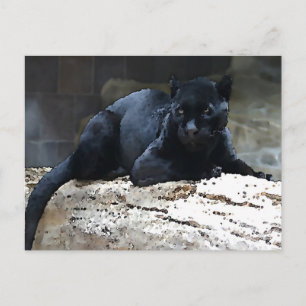Black Jaguar Postcard