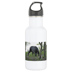 Black Jaguar Stalking 532 Ml Water Bottle